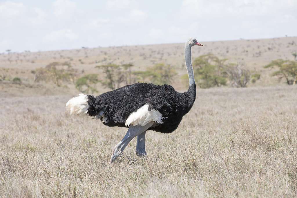 Ostrich.jpg