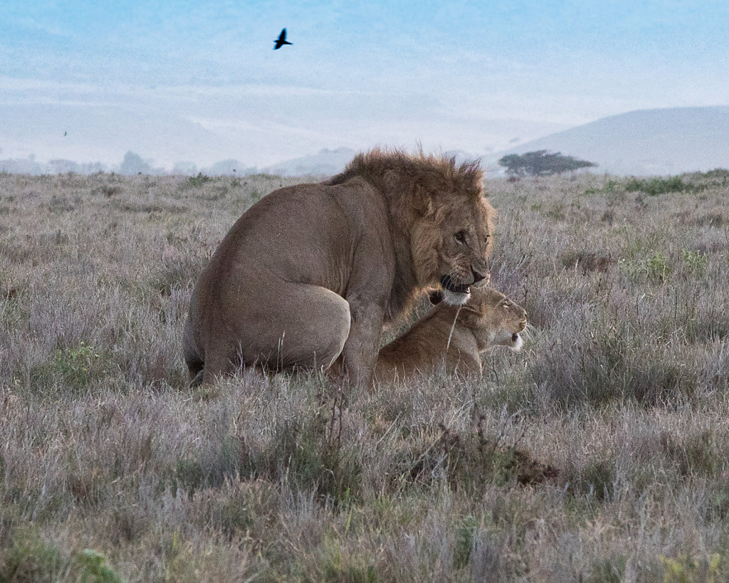 Mating-Lions.jpg
