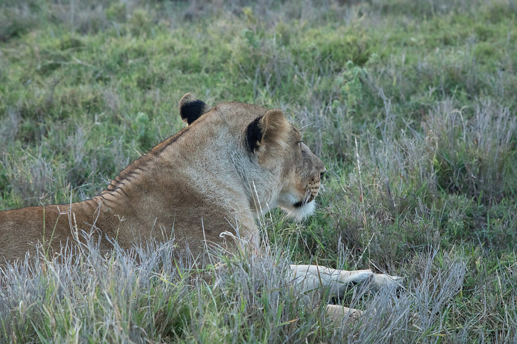 Female-Lion.jpg