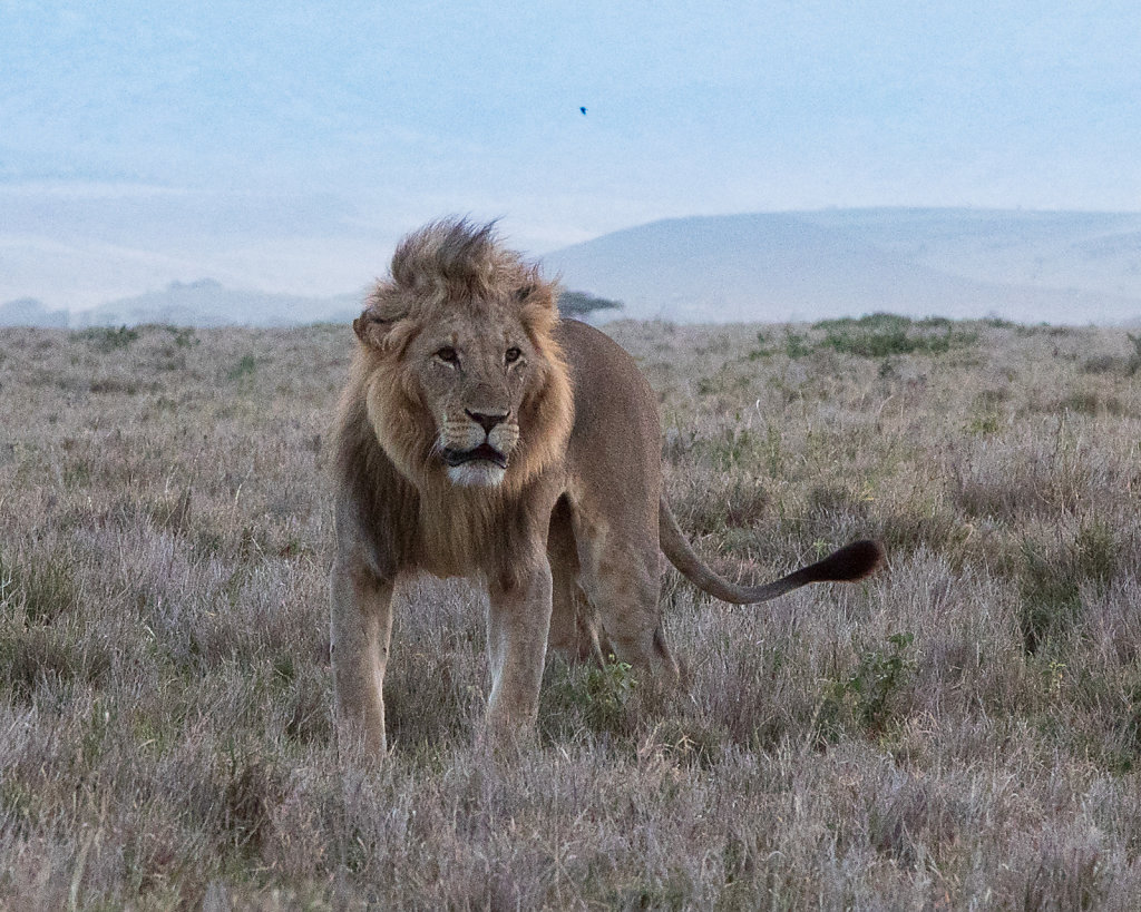 Male-Lion.jpg