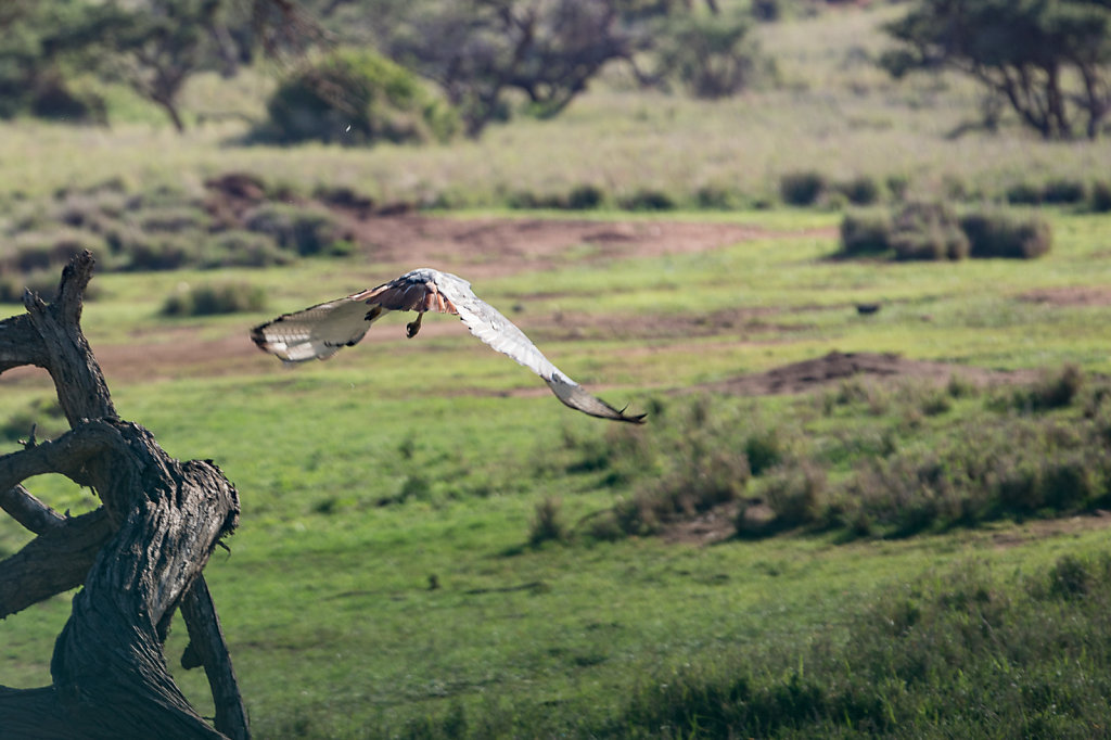 Raptor-in-flight.jpg