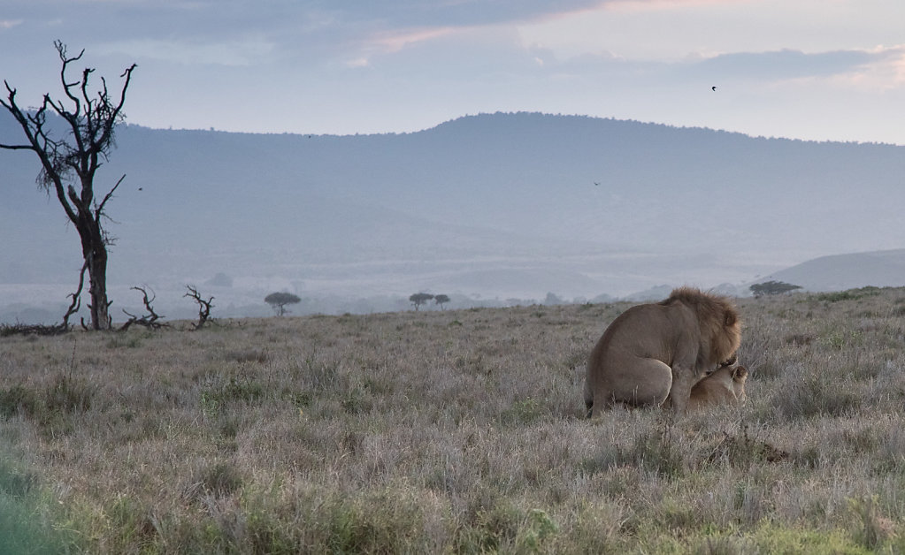 Lewa-Lions-2017-2.jpg